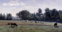 Marcoussis - Cows Grazing