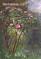 Buisson de Roses en Fleur