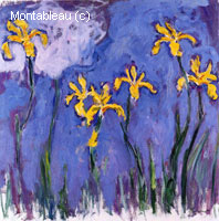 Iris jaunes et nuage rose
