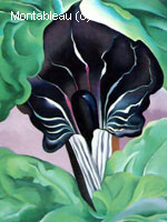 Jack in the pulpit 2