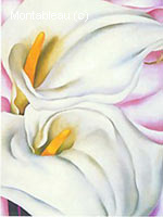 Two Calla Lilies on Pink