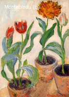 Trois pots de tulipes