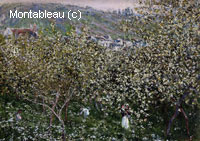 Vetheuil, pruniers en fleur