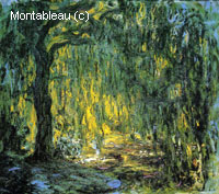 Weeping Willow
