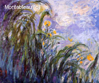 Yellow Irises