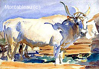 White Ox at Siena