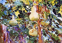 Gourds