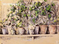 Flowerpots