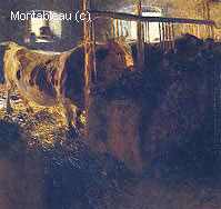 Cows in Stall