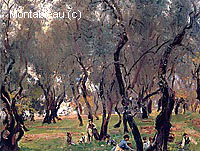 The Olive Grove