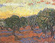 Olive Trees