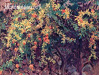 Pomegranates, Majorca