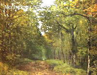 Avenue of Chestnut Trees near La Celle-Saint-Cloud