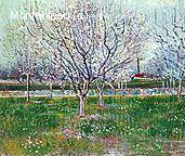 Pruniers en Fleurs
