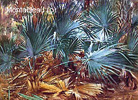Palmettos