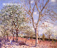 Plum and Walnut Trees in Spring