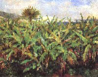 Field of Banana Trees