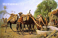 Camels at the Watering-place