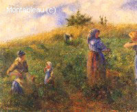 La Cueillette des Pois