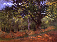 Le chêne de Bodmer, Fontainebleau