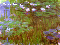 Water-Lilies