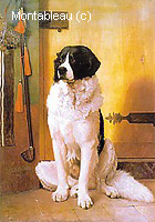 Study of a Dog