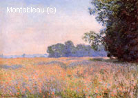 Champ D'avoine