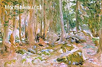 Pine Forest