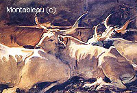 Boeufs au Repos