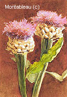 Thistle