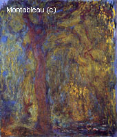 Weeping Willow