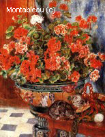 Geraniums and Cats