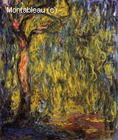 Weeping Willow