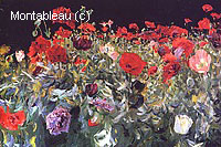 Poppies