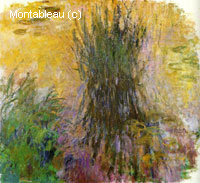 Water-Lilies
