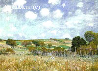 Meadow