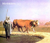 Treading out the Grain in Egypt