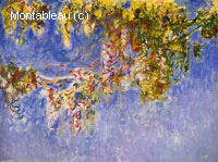 Wisteria