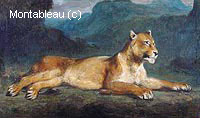 Lioness Reclining