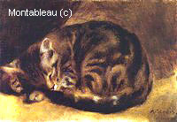 Sleeping Cat