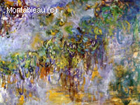 Wisteria (moitié droite)